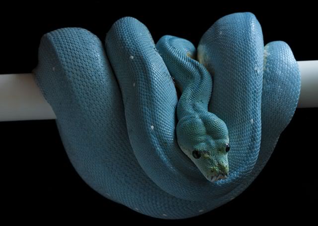 Cobra Azul