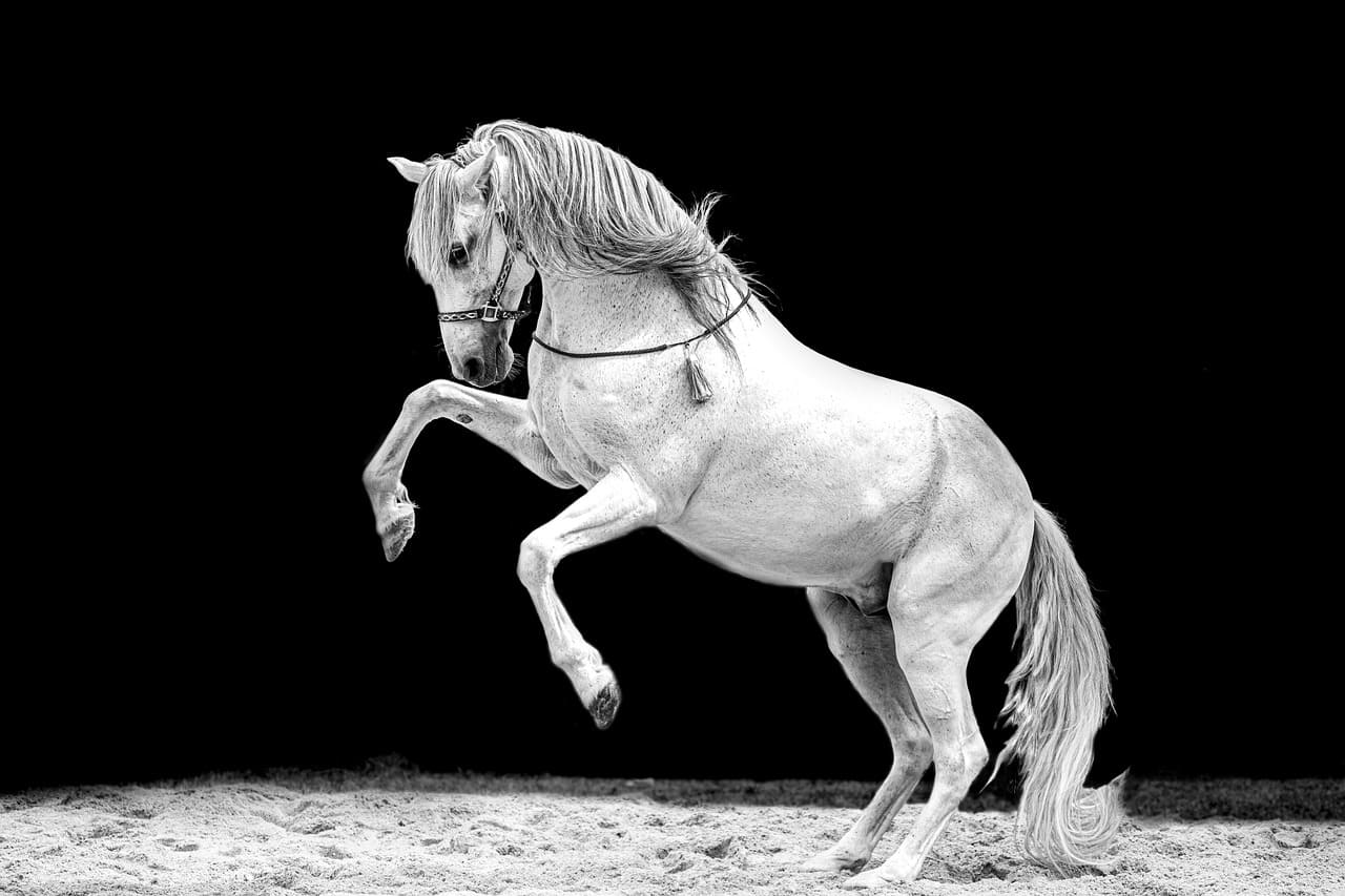 Sonhar com cavalo bravo - Simbolismo e Significado - Segredos do Sonho