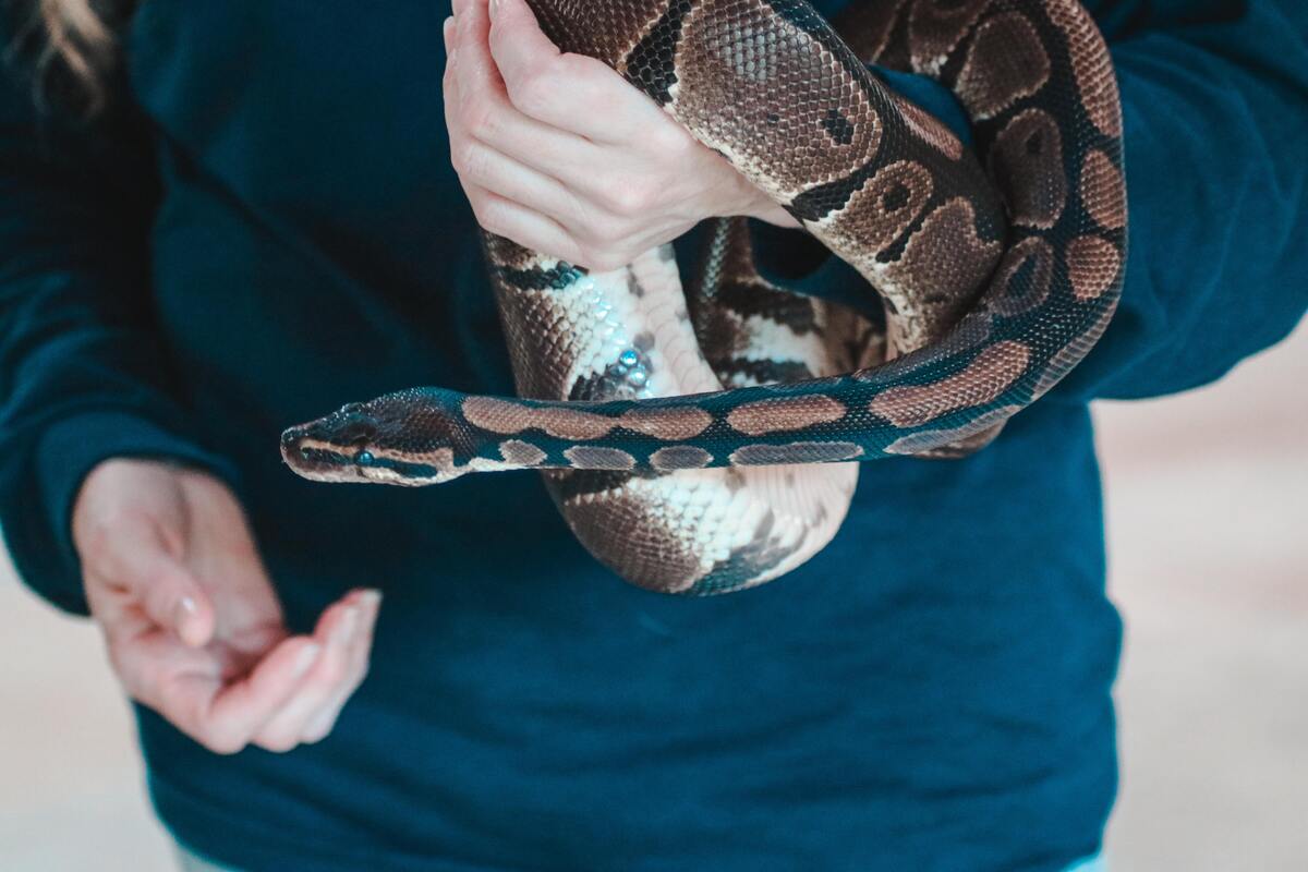 O que significa Sonhar com Cobra picando ou mordendo?